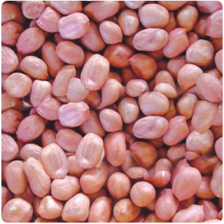 Blanched Peanut